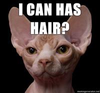 LOLcats