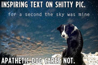 Apathetic-dog-dont-givea-16772-1276909322-24