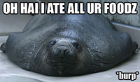 OH HAI