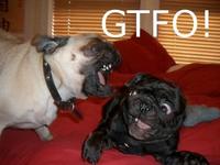 GTFO