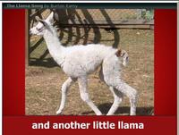 The Llama Song