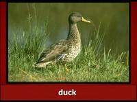 The Llama Song