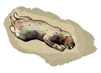 Montauk Monster