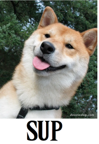 Cool Dog