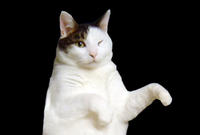 Kitty Cat Dance