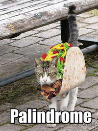Palin is Taco