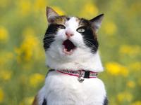 OMG Cat