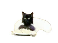 spaghetticat.jpg