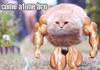 Bullet Cat