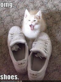 Kelly's "Shoes"