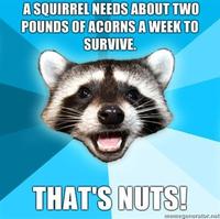 Lame Pun Coon
