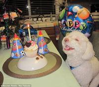Birthday Dog