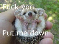 I'm an Anteater!!!