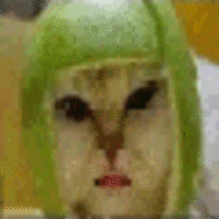 Limecat
