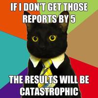 Business Cat