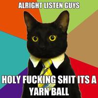Business Cat