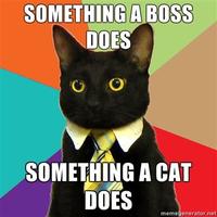 Business Cat