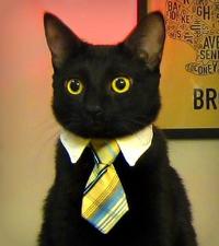 Business Cat