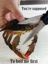 Killcrab