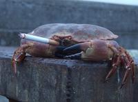 Sad Crab / This Kills The Crab
