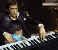 Keyboard Cat