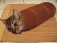 CatBread / Nekopan