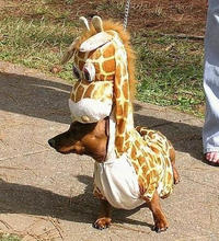 Man-Giraffe-Dog