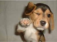 Who's Awesome? You're Awesome! / Sos Groso, Sabelo!