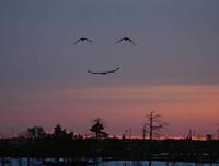 Things With Faces