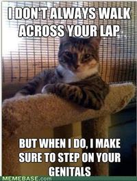 The Most Interesting Cat in the World