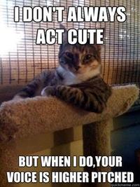 The Most Interesting Cat in the World