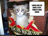 The Most Interesting Cat in the World