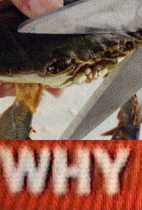 Tony Kornheiser's "Why"