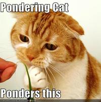 LOLcats