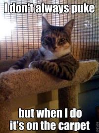 The Most Interesting Cat in the World