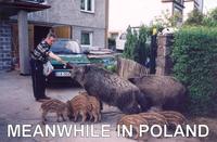 Meanwhile in X