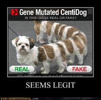 Seems Legit / Sounds Legit