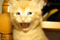 Awesome Face / Epic Smiley