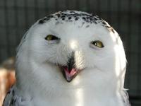 O RLY?