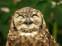 O RLY?