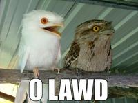 O RLY?