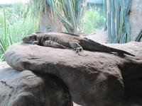 Planking
