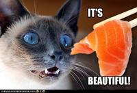 LOLcats