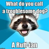 Lame Pun Coon