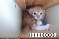 LOLcats
