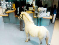 Ponies