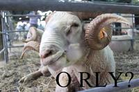 O RLY?