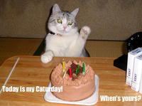 Caturday