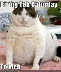Caturday