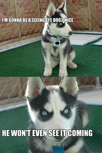 Insanity Puppy